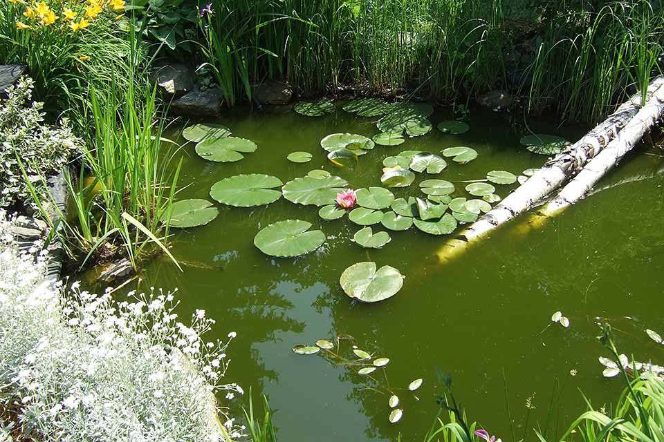 The Best Fish Pond Plants Garden, Garden Pond Plants