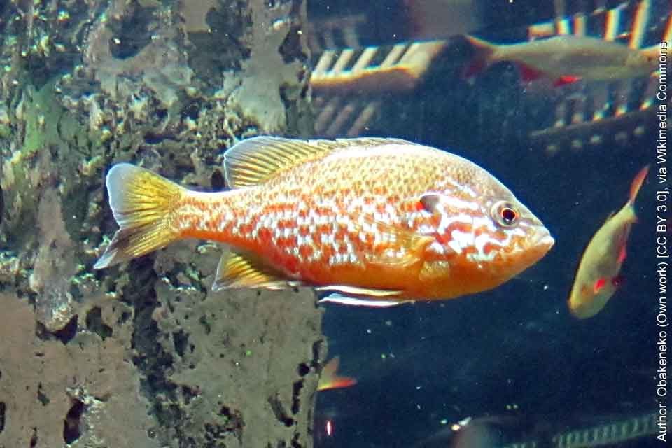 Pumpkinseed Sunfish (Species: Lepomis gibbosus)