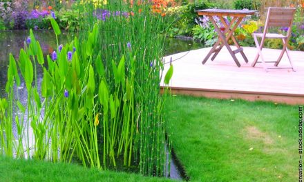 Garden Pond Design Ideas for your Inspiration