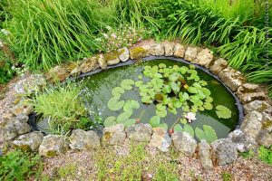 small natural pond