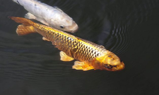 Koi Carp – the Royal Pond Fish