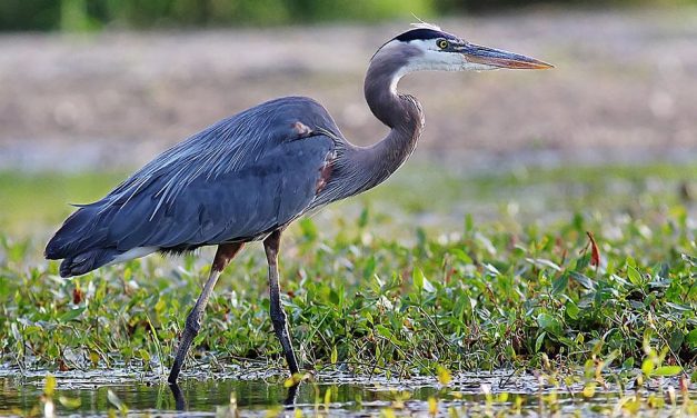 7 Ways to protect Pond Fish from Herons and other Predators