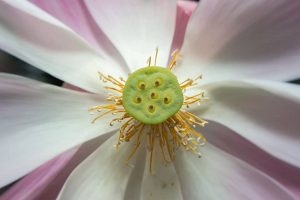 a lotus seed pod