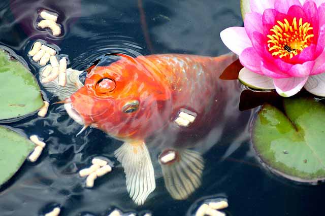 How do fish survive winter in ponds? By being well-fed!